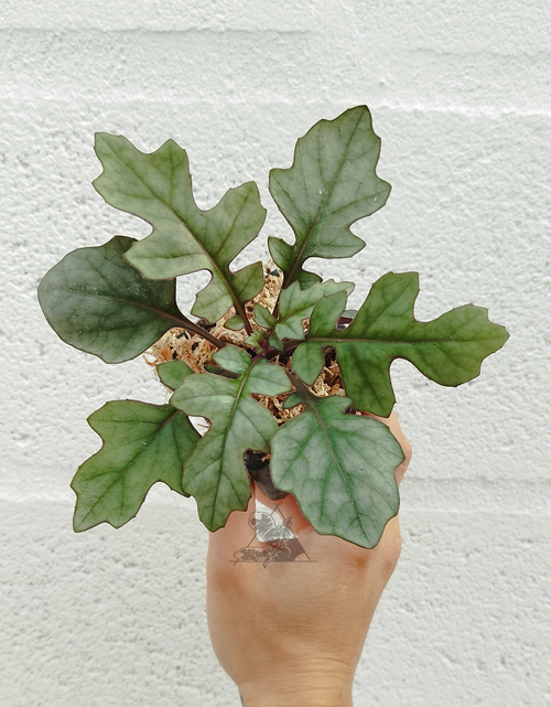Gynura sp