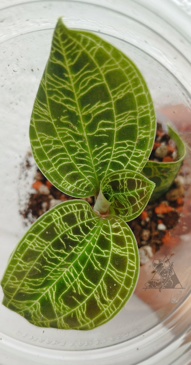 Macodes petola - Imagen 2