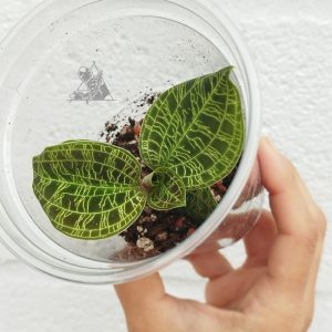 Macodes petola