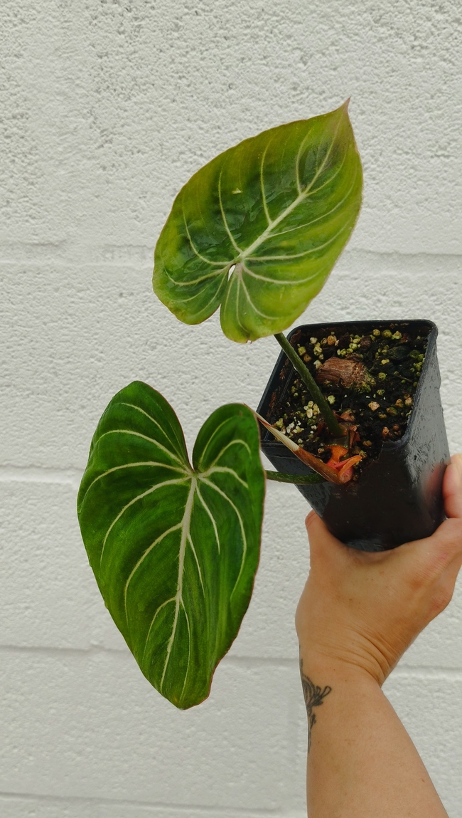 Philodendron gloriosum - Imagen 3