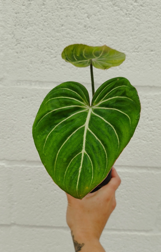 Philodendron gloriosum - Imagen 4