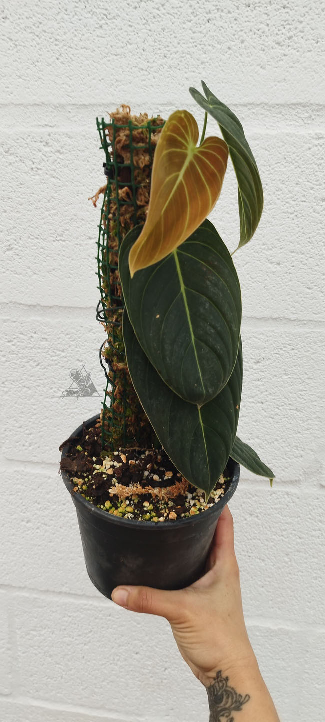 Philodendron Melanochrysum - Imagen 2