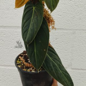 Philodendron Melanochrysum