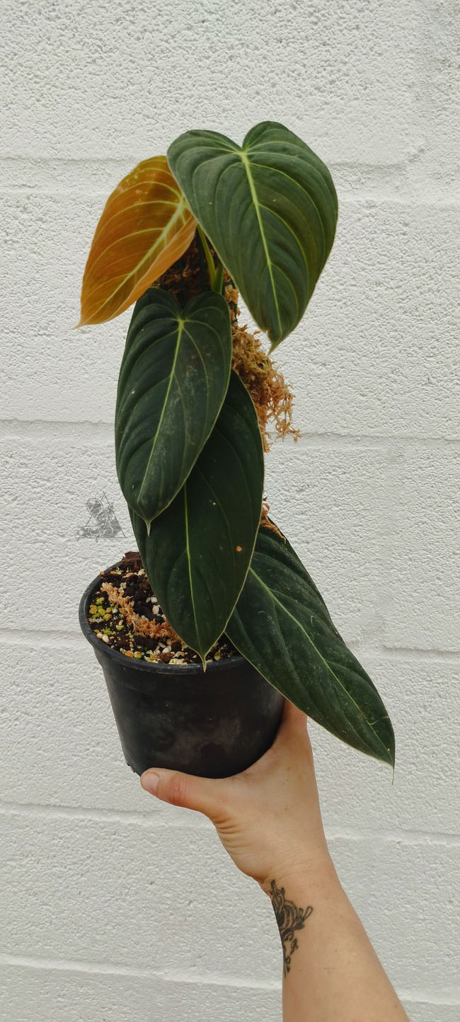 Philodendron Melanochrysum