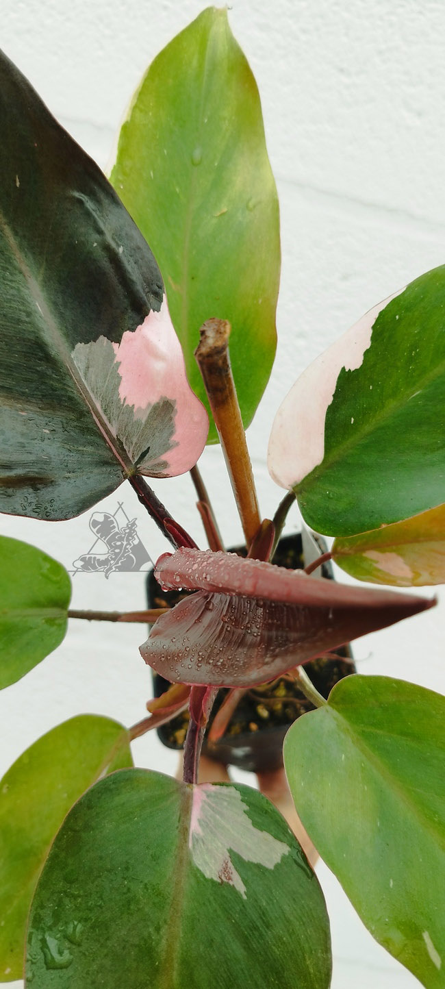 Philodendron pink princess - Imagen 2