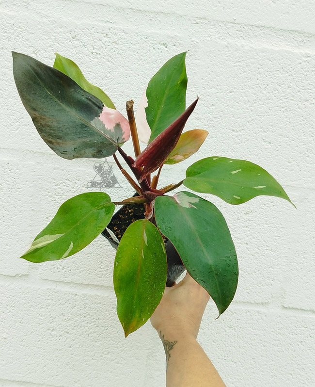 Philodendron pink princess