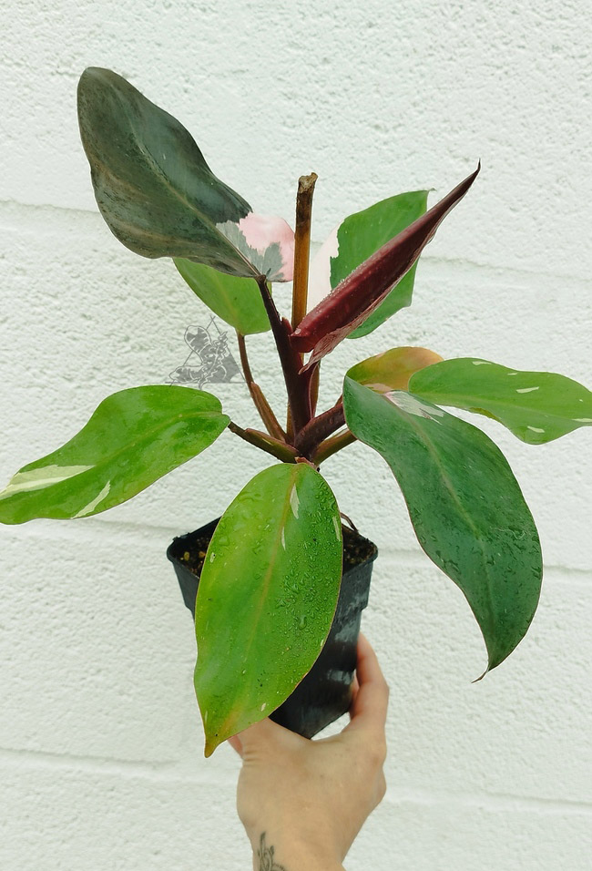 Philodendron pink princess - Imagen 3