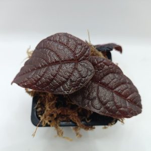 Pterisanthes sp. sanggau