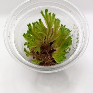 Selaginella sp. Borneo