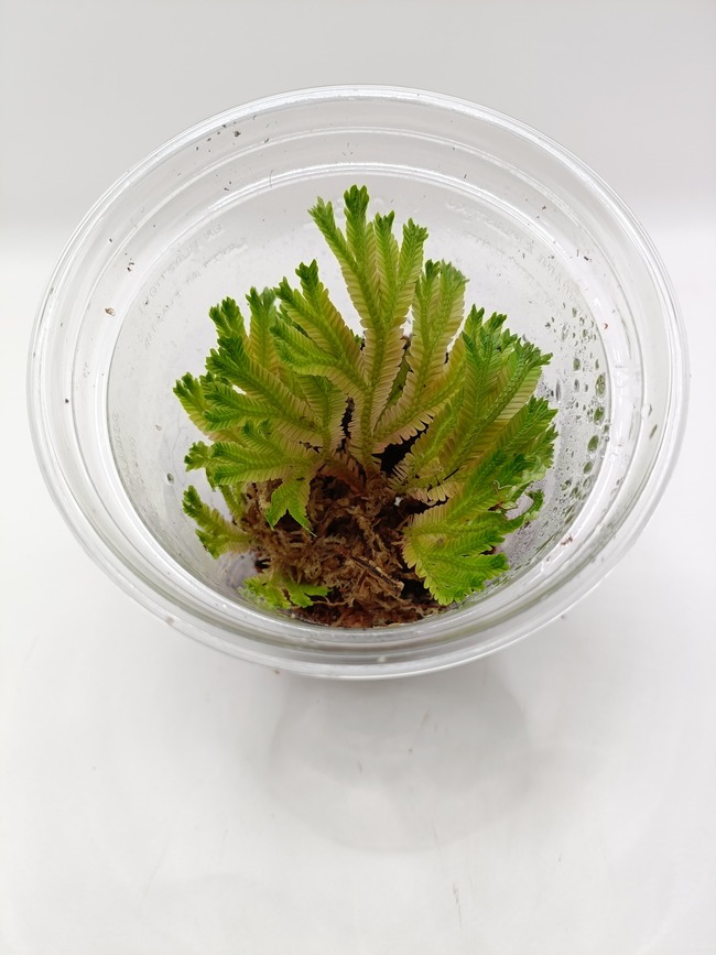 Selaginella sp. Borneo