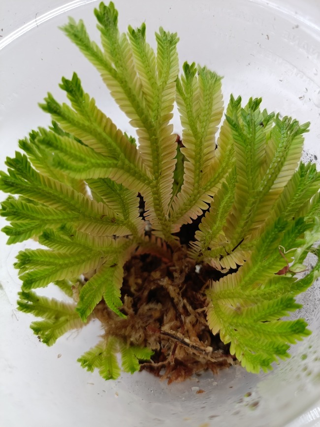 Selaginella sp. Borneo - Imagen 2