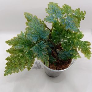 Selaginella willdenowii