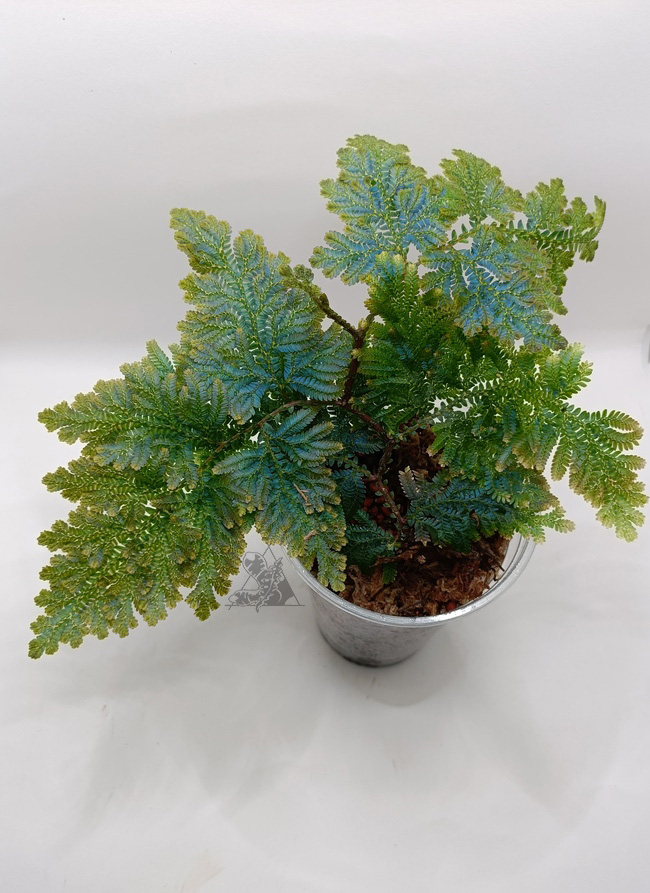 Selaginella willdenowii