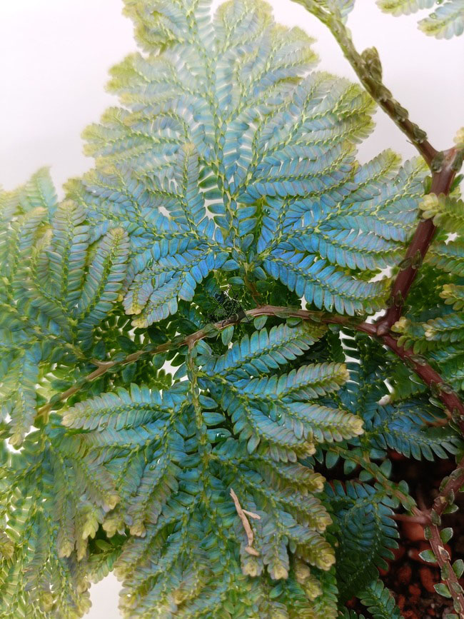 Selaginella willdenowii - Imagen 3
