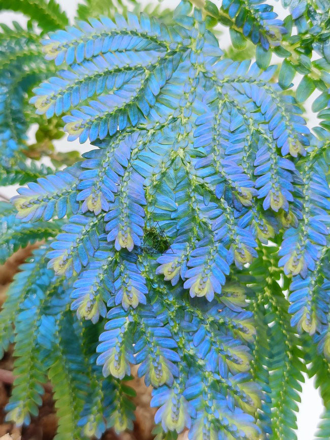 Selaginella willdenowii - Imagen 4