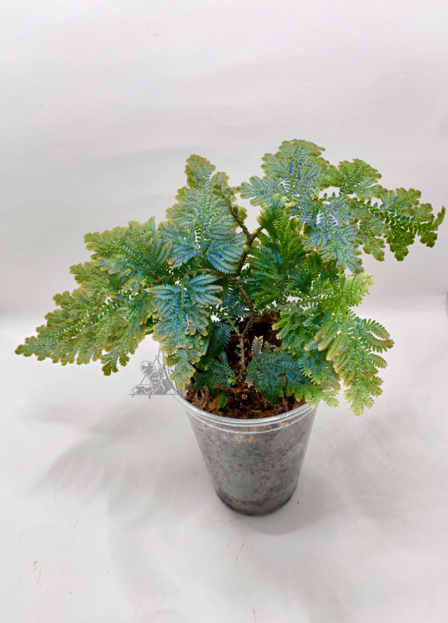 Selaginella willdenowii - Imagen 2