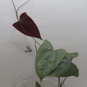 Dioscorea sp. Borneo 3