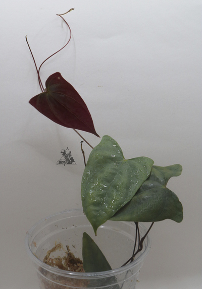 Dioscorea sp. Borneo 3