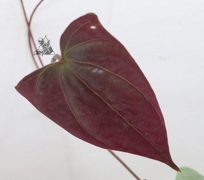 dioscorea sp borneo 3