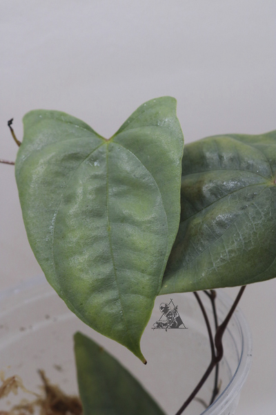 dioscorea sp borneo 3