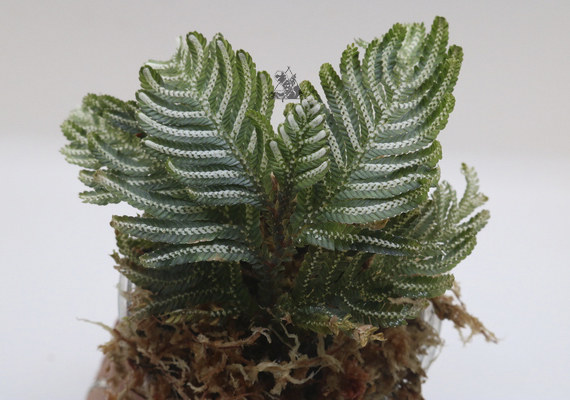 selaginella picta