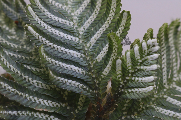 selaginella picta
