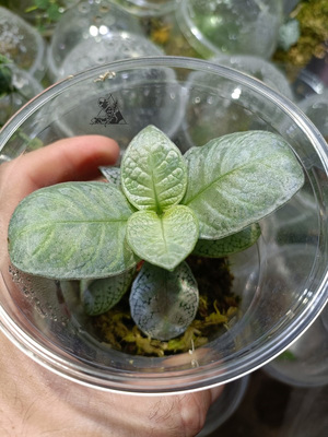 Argostemma sp. Silver