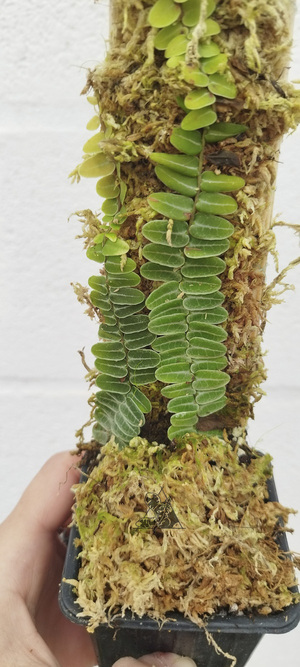 marcgravia umbellata