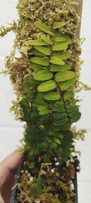 marcgravia calcicola