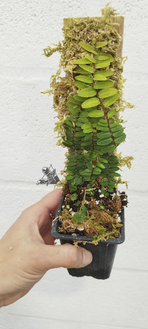 marcgravia calcicola