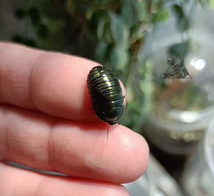 pseudoglomeris magnifica