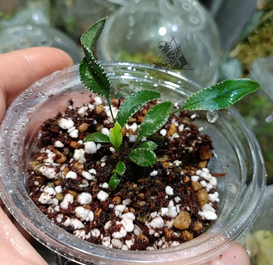 selliguea albidosquamata