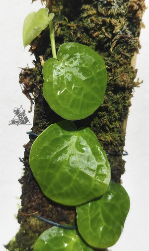 pothos ovatifolius