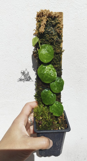 pothos ovatifolius