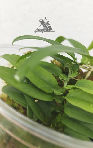 pothos scandens