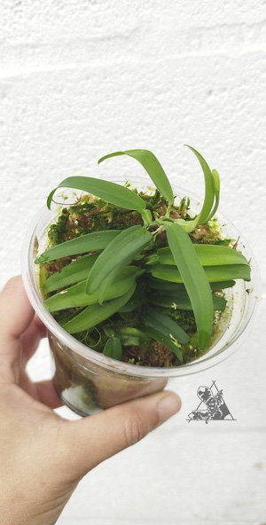 pothos scandens