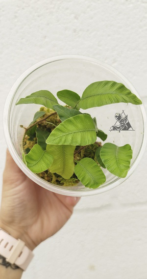 humata heterophylla
