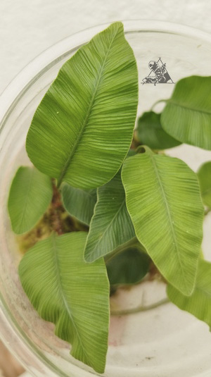 humata heterophylla