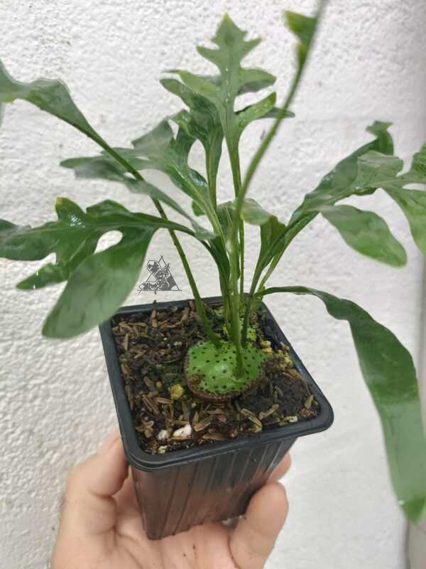 lecanopteris mirabilis