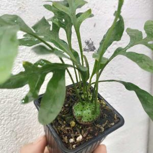 lecanopteris mirabilis