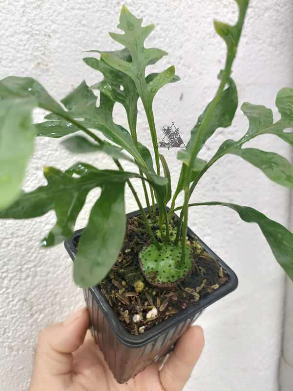 lecanopteris mirabilis