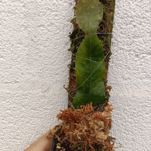 strophocactus wittii