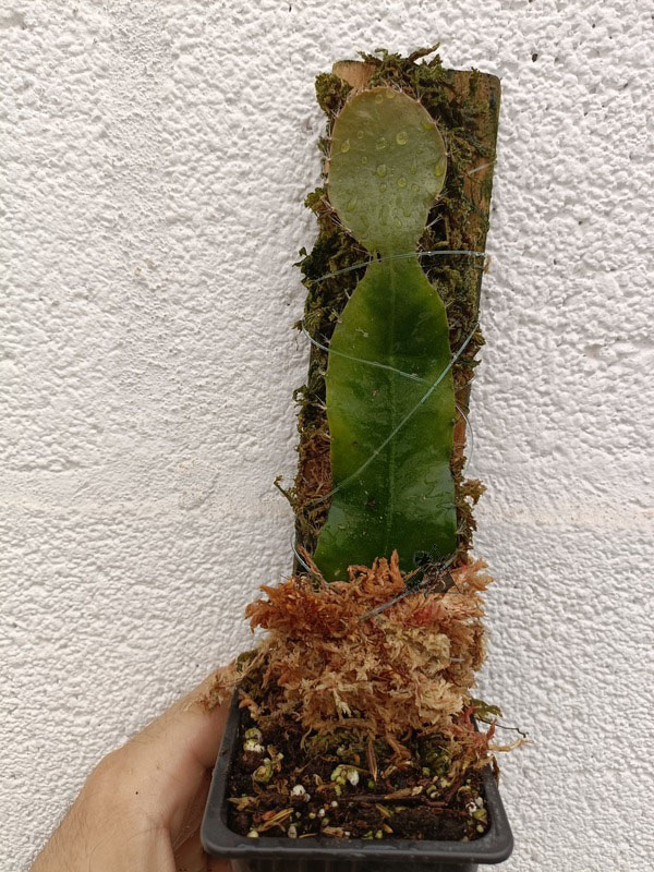 strophocactus wittii