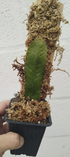 strophocactus wittii