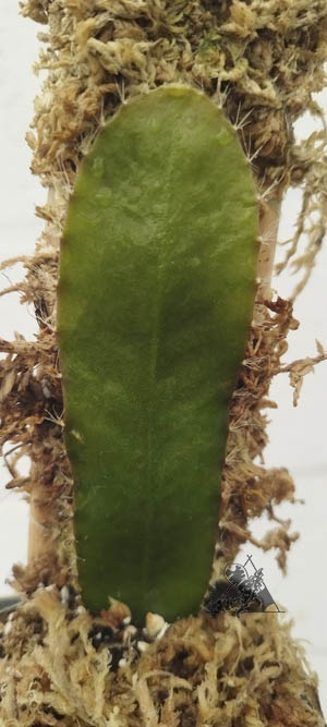 strophocactus wittii