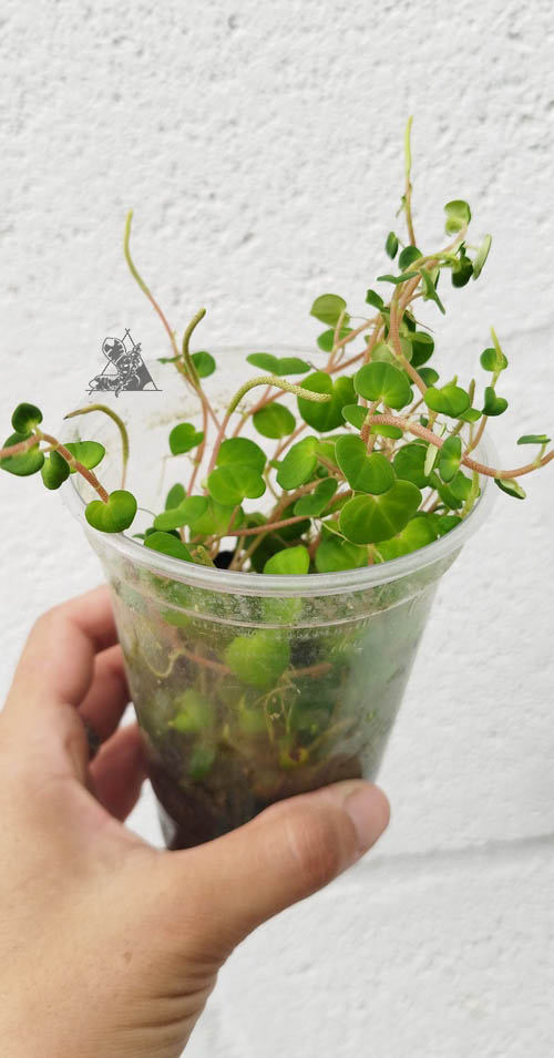 peperomia urocarpoides