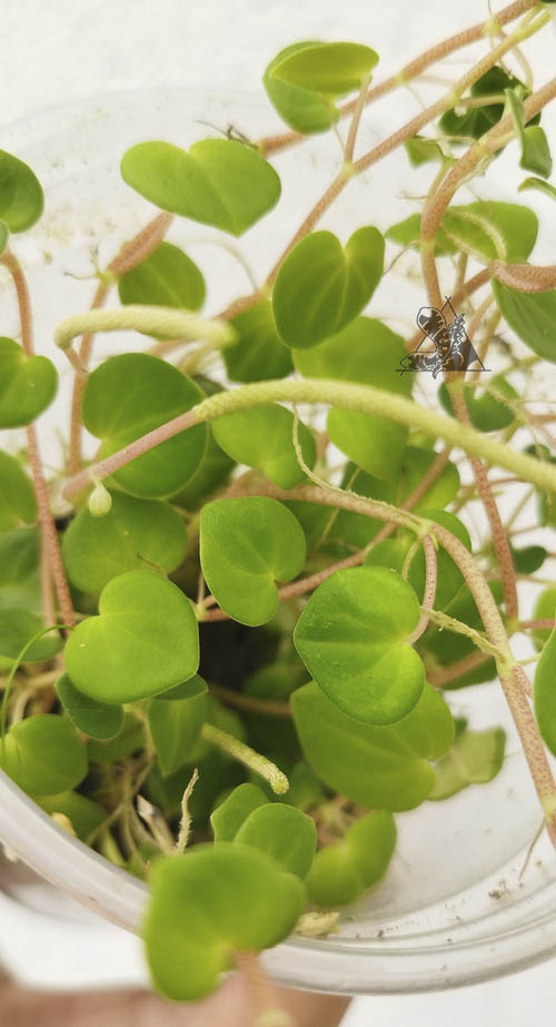 peperomia urocarpoides