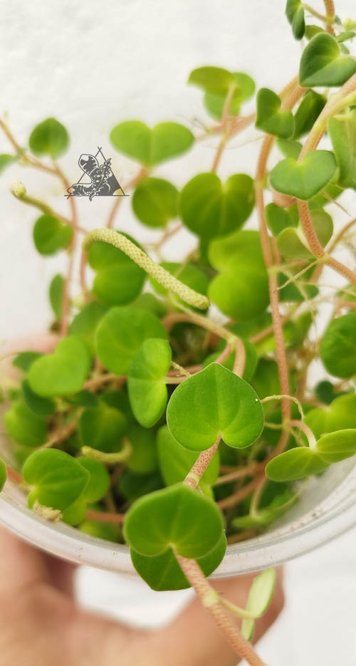 peperomia urocarpoides