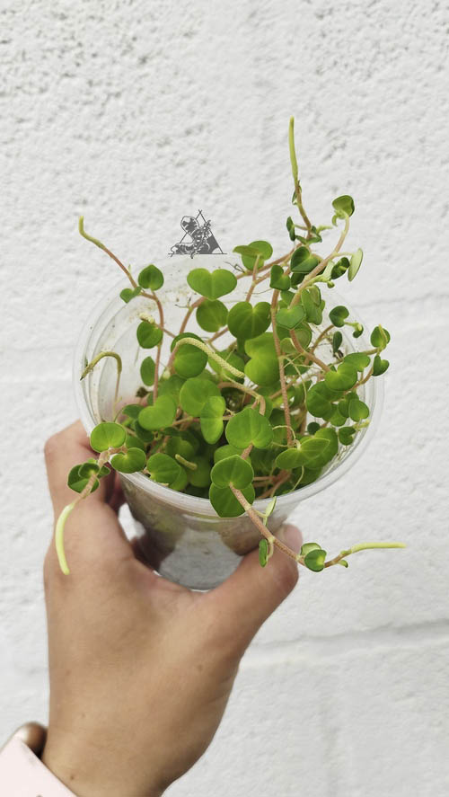peperomia urocarpoides