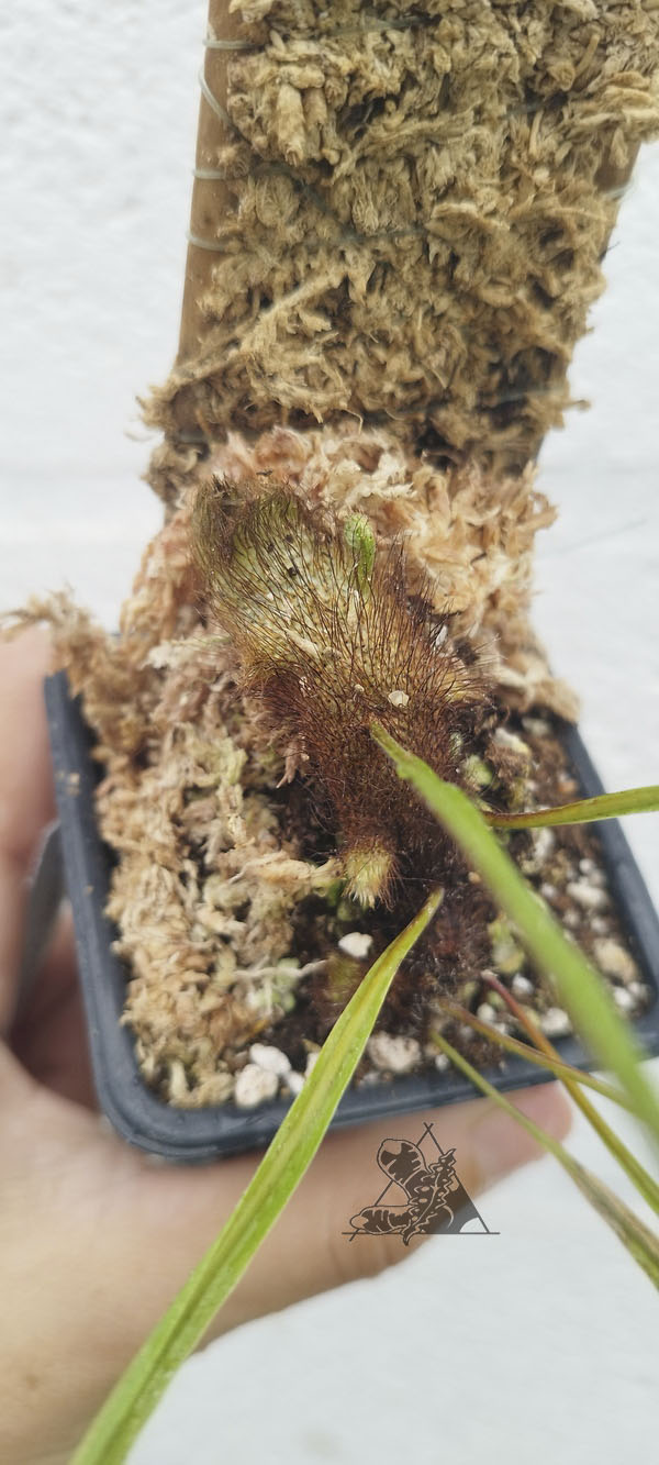 drynaria quercifolia
